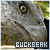 Buckbeak